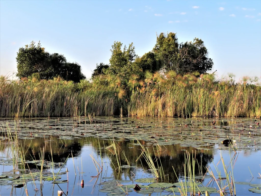 Waterlilies and papyrus at Shinde Lagoon, March 2019